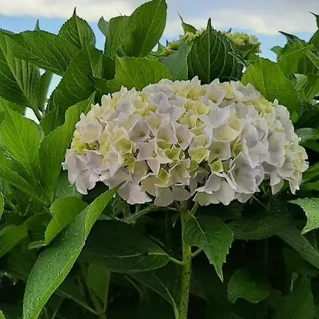 Casa Pinna Di Stresa Lägenhet